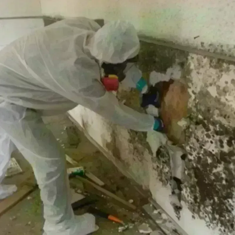 Mold Remediation and Removal in North Ogden, UT